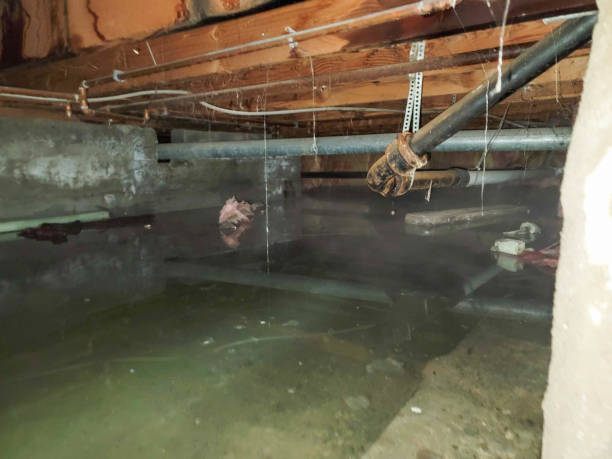 Best Flood damage cleanup  in Cottage Lake, WA