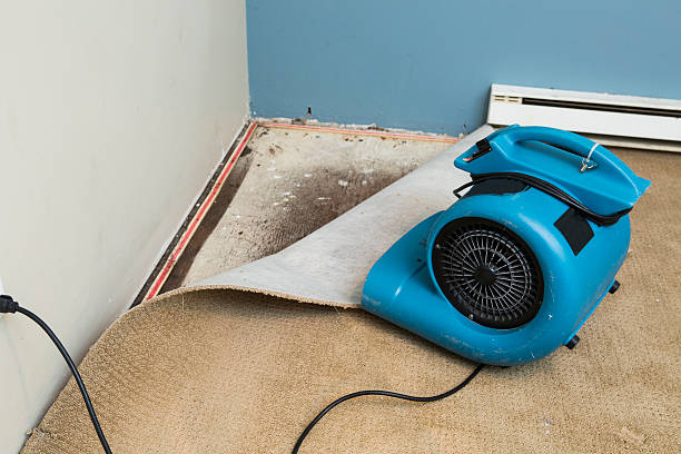 Best Mold removal after water damage  in Cottage Lake, WA